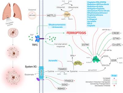 Ferroptosis in Lung Cancer: From Molecular Mechanisms to Prognostic and Therapeutic Opportunities